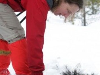 Barbara Zimmermann and her colleagues at University College Inland have been equipping wolves with GPS senders since 2001. But they still lack loads of information about wolves and other wildlife species in the border regions of Norway and Sweden. (Photo: Skarphedinn Thorisson) Barbara Zimmermann and her colleagues at University College Inland have been equipping wolves with GPS senders since 2001. But they still lack loads of information about wolves and other wildlife species in the border regions of Norway and Sweden. (Photo: Skarphedinn Thorisson)