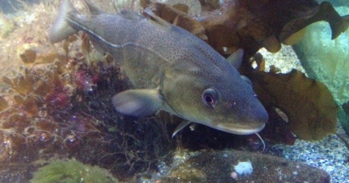 How cod took over in the icy Arctic waters