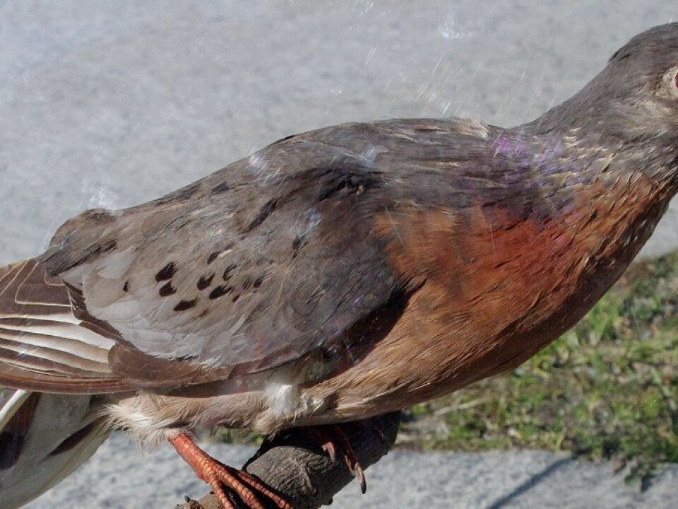 This passenger pigeon specimen is found at NTNU’s University Museum. But passenger pigeons died out more than a century ago. (Photo: Per Gustav Thingstad, NTNU.)