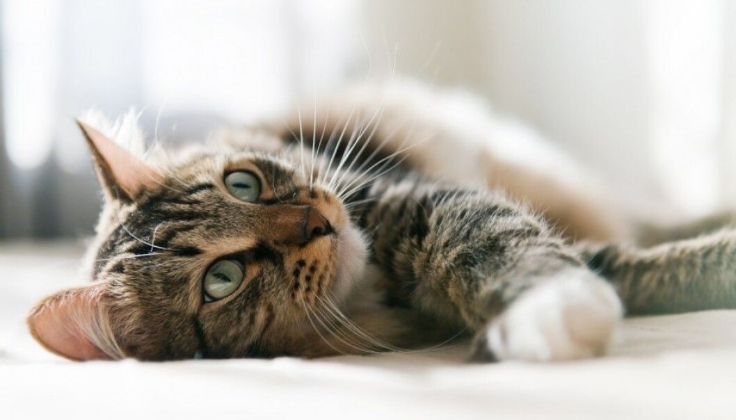 A biologist explains that it is hard to get cats to do what we want because they basically don’t accept us as the boss. (Photo: Shutterstock / NTB scanpix) A biologist explains that it is hard to get cats to do what we want because they basically don’t accept us as the boss. (Photo: Shutterstock / NTB scanpix)
