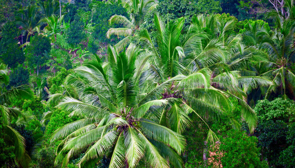 Norway will spend nearly eight hundred million Euros to stop deforestation in Indonesia. (Photo: Colourbox)