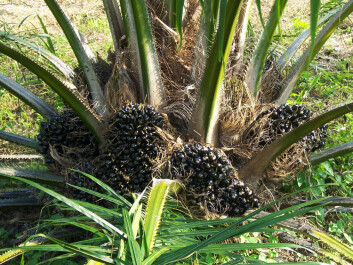 Is oil palm plantations part of the rainforest? (Photo: Colourbox) Is oil palm plantations part of the rainforest? (Photo: Colourbox)