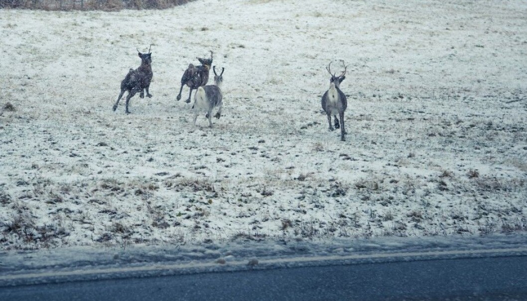 Wild reindeer are among the animals in Norway impacted in a negative way when roads are constructed across ancient migration routes. (Photo: Colourbox) Wild reindeer are among the animals in Norway impacted in a negative way when roads are constructed across ancient migration routes. (Photo: Colourbox)