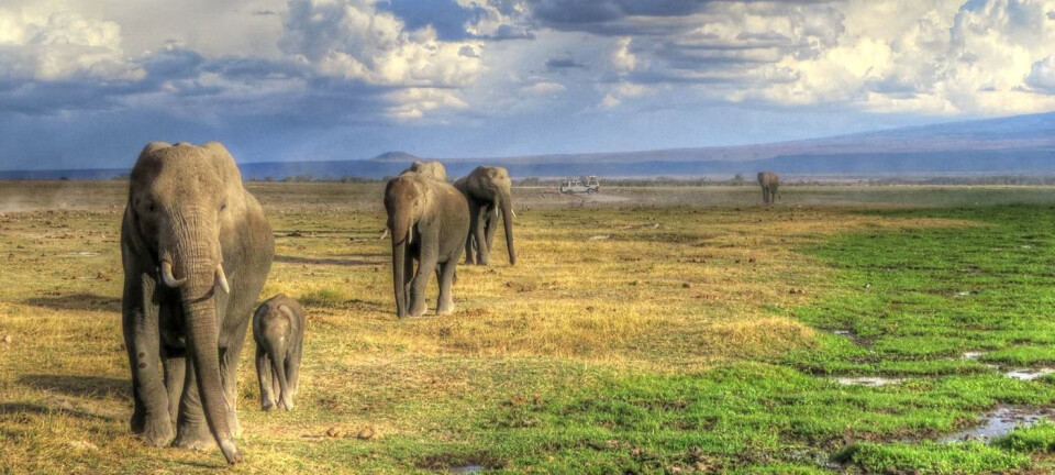 Elephants outside the national park are more stressed