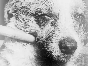 This dog is suffering the final stages of rabies. The picture was taken in 1963. (Photo: CDC/Barbara Andrews/Wikimedia Commons)