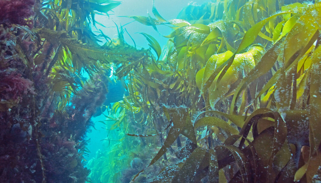 Kelp is a macroalgae that form underwater forests, or so called “blue forests”. They play a key role in marine ecosystems by supplying food and shelter for many species of crustaceans, fish, seabirds and mammals. Here, an exuberant tangle kelp forest (Laminaria hyperborea). (Photo: NIVA/J. Gitmark) Kelp is a macroalgae that form underwater forests, or so called “blue forests”. They play a key role in marine ecosystems by supplying food and shelter for many species of crustaceans, fish, seabirds and mammals. Here, an exuberant tangle kelp forest (Laminaria hyperborea). (Photo: NIVA/J. Gitmark)