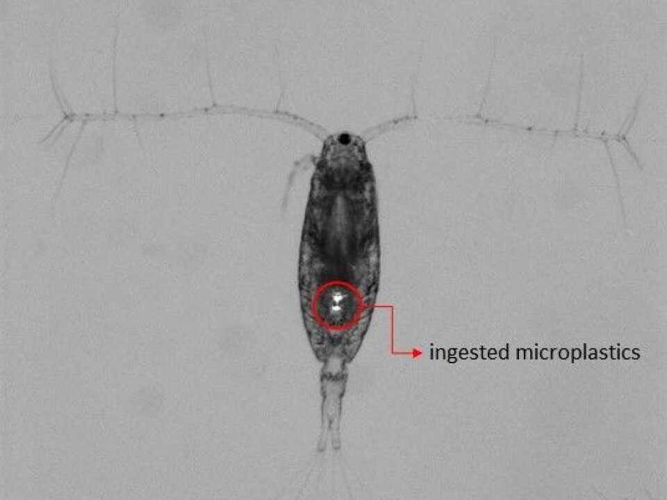 The image shows a copepod with fluorescent microplastics in its stomach. (Photo: Renske Vroom / Akvaplan-niva)