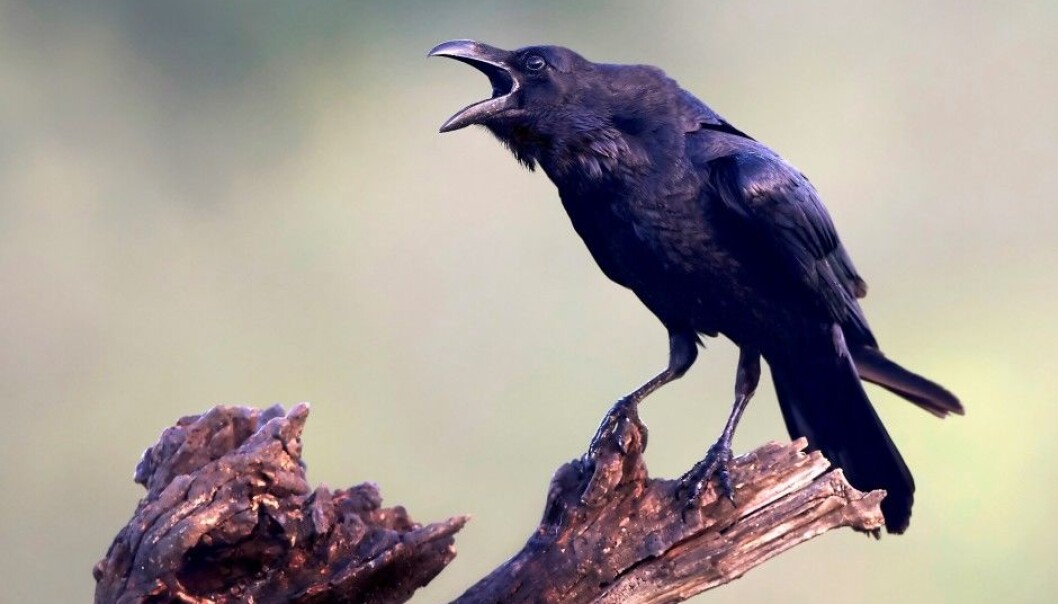 On the outside, all ravens look the pretty much the same. But deep inside, their DNA tells a different story. (Photo: Dennis Jacobsen, Colourbox) On the outside, all ravens look the pretty much the same. But deep inside, their DNA tells a different story. (Photo: Dennis Jacobsen, Colourbox)