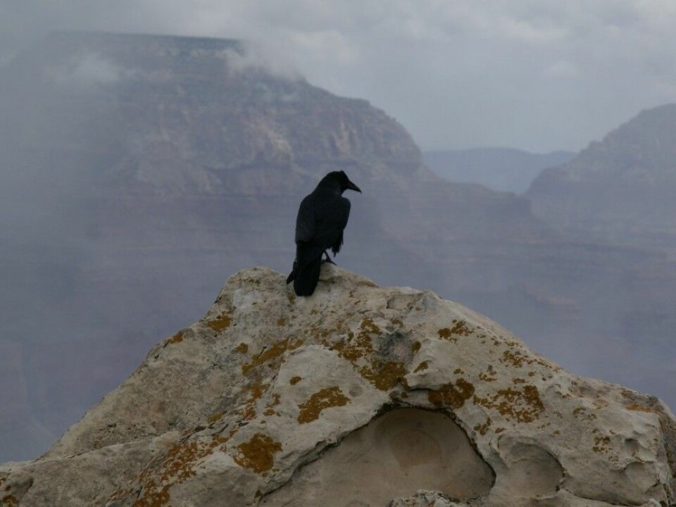 A raven (Corvus corax) looks out over the Grand Canyon. Its genes perhaps contain the genetic remnants fro an older species. (Photo: Hermann Luyken, Wikimedia Commons CC0 1.0)