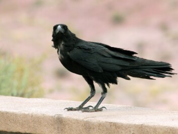 A Chihuahan raven (Corvus cryptoleucus) in Arizona. (Photo: Quinn Dombrowski, Wikimedia Commons CC BY-SA 2.0) A Chihuahan raven (Corvus cryptoleucus) in Arizona. (Photo: Quinn Dombrowski, Wikimedia Commons CC BY-SA 2.0)