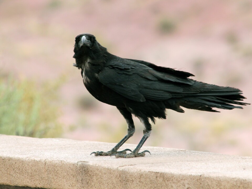 A Chihuahan raven (Corvus cryptoleucus) in Arizona. (Photo: Quinn Dombrowski, Wikimedia Commons CC BY-SA 2.0)