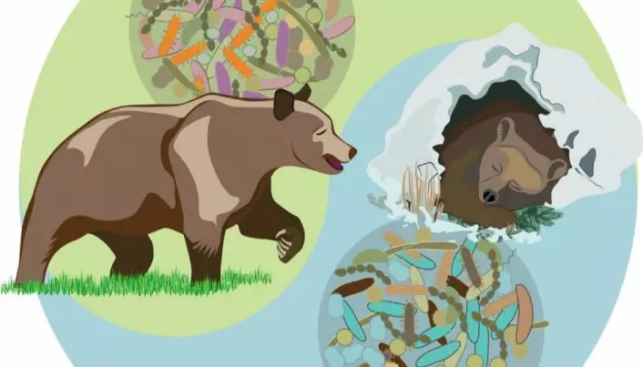 Gut bacteria keeps bears healthily obese
