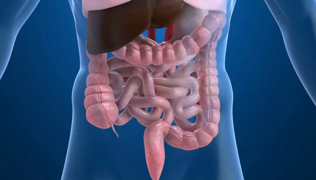 Perhaps we can treat IBS by improving how the intestine handles food? Ragnhild Undseth's PhD dissertation sheds light on the mysteries of irritable bowel syndrome. (Illustration: Sebastian Kaulitzki / Shutterstock / NTB scanpix)