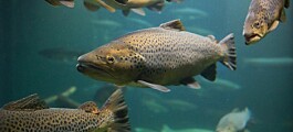 Salmon get their sense of direction from mum