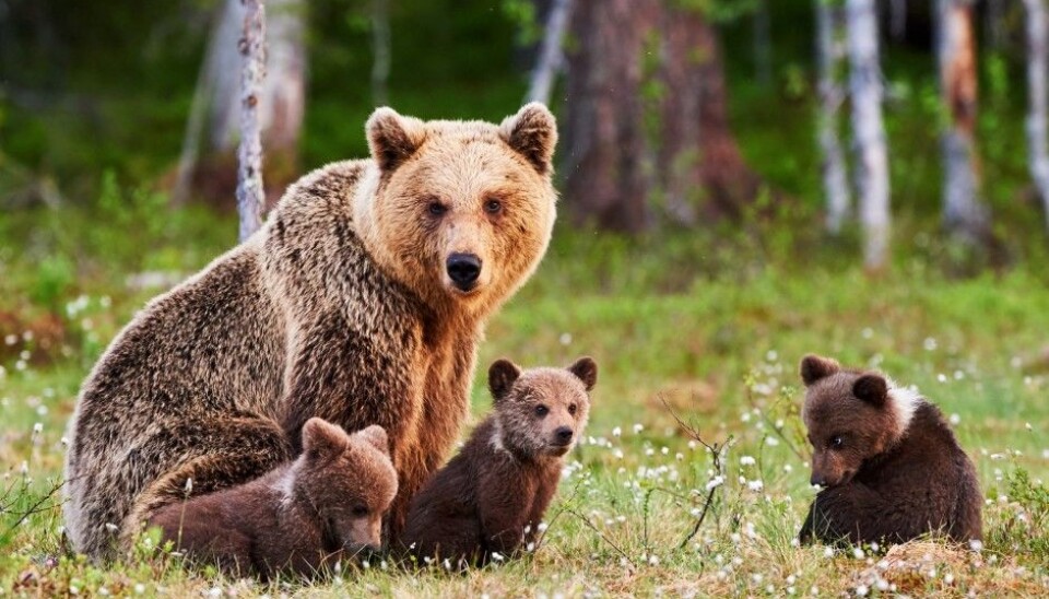 (Illustrative photo: Shutterstock / NTB Scanpix)