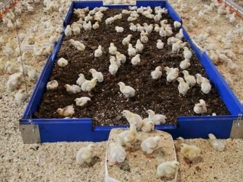 Chickens need to take dust baths and prefer peat moss to clean their feathers. Peat provides a greater insulating effect than sawdust. (Photo: Anette Møller / Den Stolte Hane) Chickens need to take dust baths and prefer peat moss to clean their feathers. Peat provides a greater insulating effect than sawdust. (Photo: Anette Møller / Den Stolte Hane)