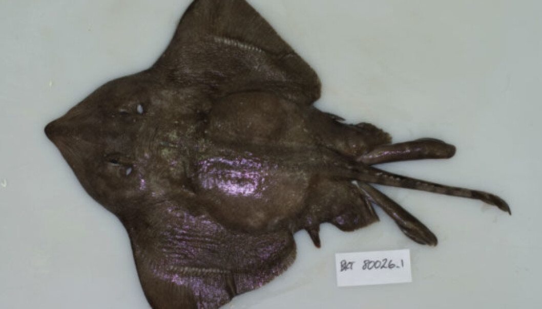 The Arctic skate, adapted to deep, ice-cold seas. Oxygen-rich water enters through the openings behind the eyes, and the two “clubs” on either side of the tail comprise its male organ. (Photo: Arve Lynghammar) The Arctic skate, adapted to deep, ice-cold seas. Oxygen-rich water enters through the openings behind the eyes, and the two “clubs” on either side of the tail comprise its male organ. (Photo: Arve Lynghammar)