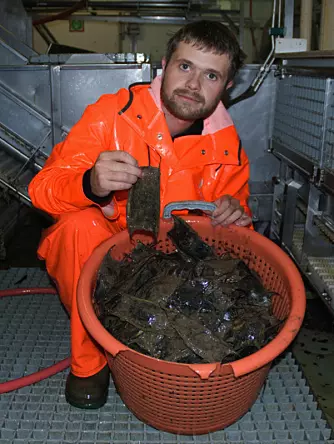 Arve Lynghammar with a basket of Arctic skate egg capsules, found just south of Svalbard. (Photo: Merete Kvalsund, Institute of Marine Research)