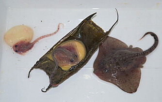 Various stages in the development of Arctic skate fry. At centre is an egg with a yolk. (Photo: Arve Lynghammar) Various stages in the development of Arctic skate fry. At centre is an egg with a yolk. (Photo: Arve Lynghammar)