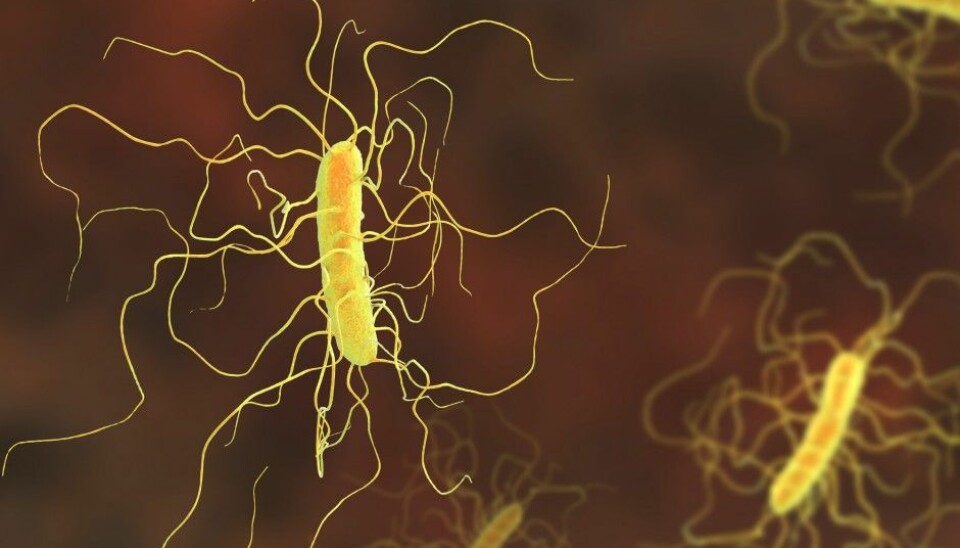 The bacterium Clostridium difficile can sometimes cause severe intestinal problems for patients who are treated with broad-spectrum antibiotics. At its worst, this infection can be deadly. (Illustration: Kateryna Kon/Shutterstock/NTB scanpix)