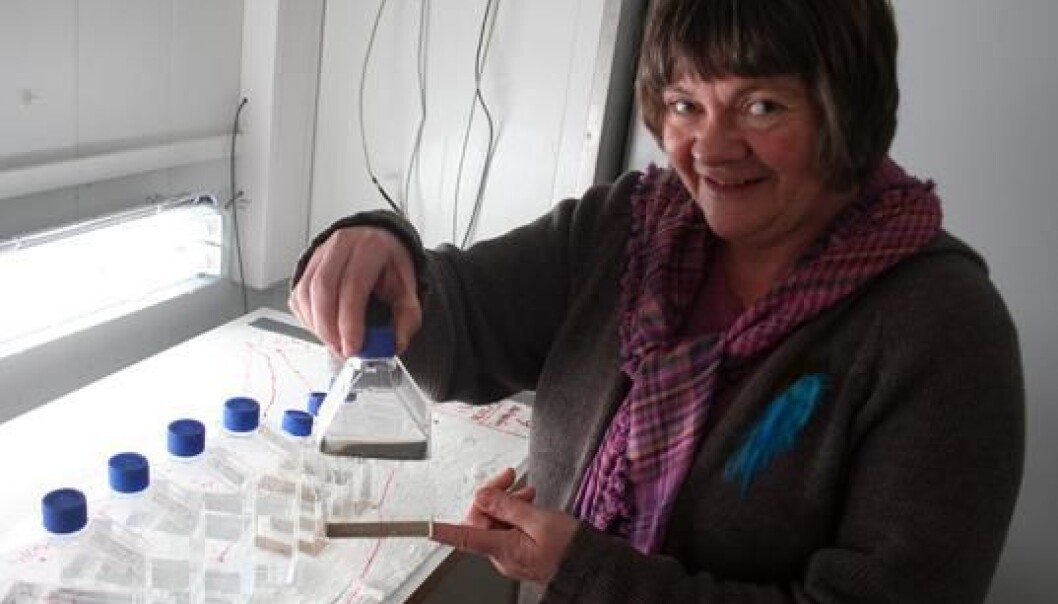 Else Nøst Hegseth at the University of Tromsø grows algae that have been in winter hibernation on the seabed. These bottles contain samples from the Svalbard Archipelago. (Photo: Asle Rønning) Else Nøst Hegseth at the University of Tromsø grows algae that have been in winter hibernation on the seabed. These bottles contain samples from the Svalbard Archipelago. (Photo: Asle Rønning)