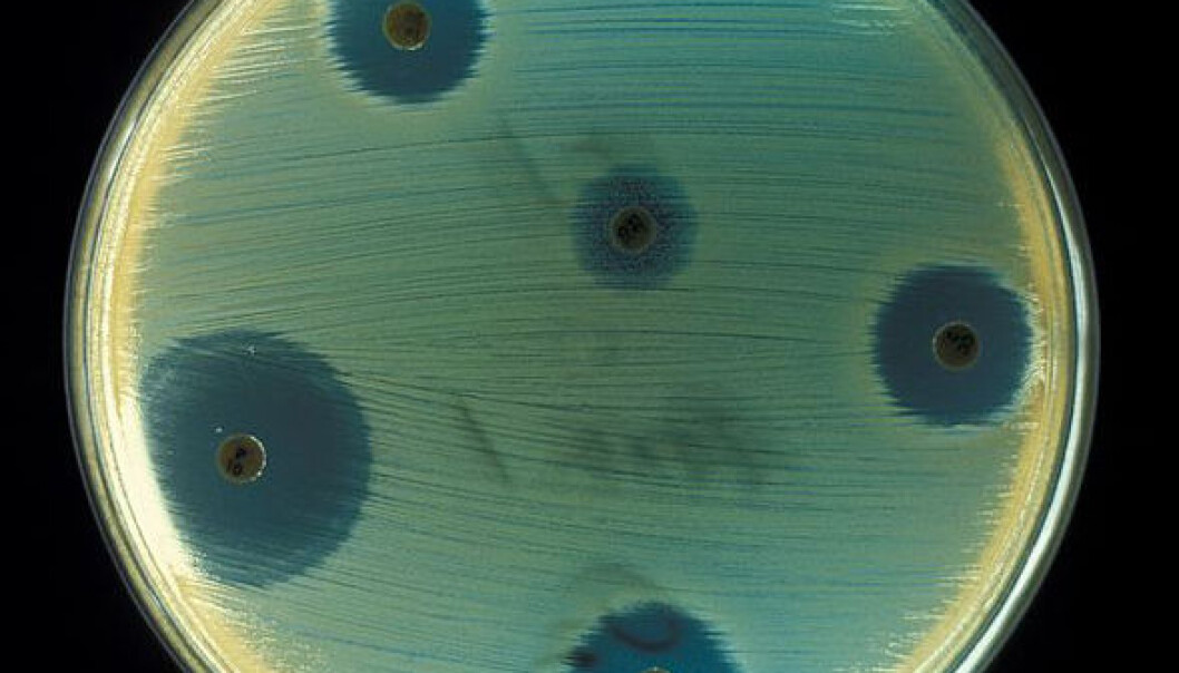 The growth of yellow staphylococci is curtailed by antibiotics in a Petri dish (dark areas). (Photo: Centers for Disease Control and Prevention’s Public Health Image Library / Don Stalons) The growth of yellow staphylococci is curtailed by antibiotics in a Petri dish (dark areas). (Photo: Centers for Disease Control and Prevention’s Public Health Image Library / Don Stalons)