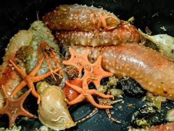 Seafloor fauna from the Lofoten-Vesterålen shelf. Organisms were collected with a beam trawl, an equipment that is commonly used to collect organisms that live on top of the seafloor (Photo: Jens Alexander Kristensen) Seafloor fauna from the Lofoten-Vesterålen shelf. Organisms were collected with a beam trawl, an equipment that is commonly used to collect organisms that live on top of the seafloor (Photo: Jens Alexander Kristensen)