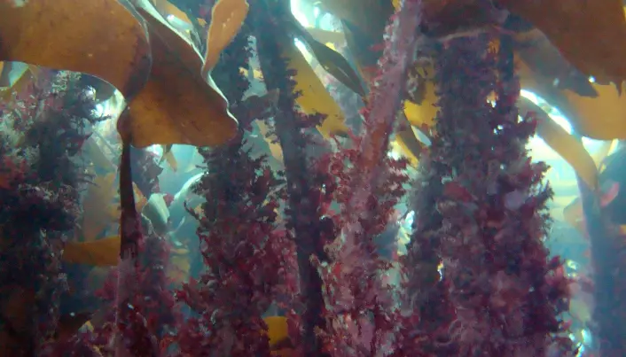 Marine forests - Nature's own carbon capture and storage
