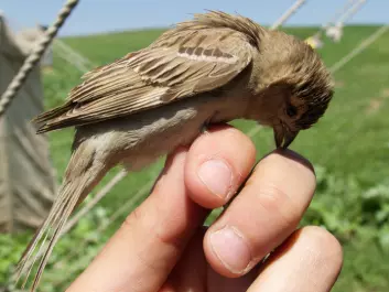 The Bactrianus sparrow probably looks like an ancestral house sparrow. It looks more or less like a house sparrow, but is shy and avoids people. The photo shows one of the birds the researchers caught in Kazakhstan. It's probably not that happy in this photo. But never fear: none of the birds in the study were injured and all were released afterwards. (Photo: Ravinet, et al.)