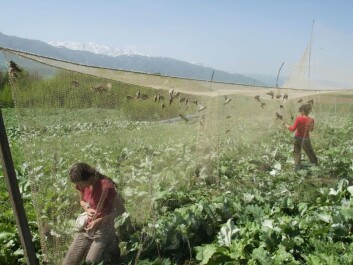The researchers set up a long funnel-shaped net to catch sparrows. The birds often follow rivers and streams as they migrate, and the net was set up along a creek. The shape of the net drives the birds into the funnel, which is shut off with transverse netting so they can’t escape. Researchers from Iran and Kazakhstan also participated in the study. (Photo: Ravinet et al.) The researchers set up a long funnel-shaped net to catch sparrows. The birds often follow rivers and streams as they migrate, and the net was set up along a creek. The shape of the net drives the birds into the funnel, which is shut off with transverse netting so they can’t escape. Researchers from Iran and Kazakhstan also participated in the study. (Photo: Ravinet et al.)