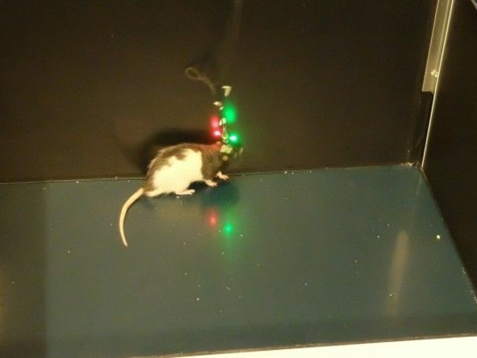 Marco the rat runs around the box looking for food while sensors measure the activity of single cells in the brain. (Photo: Eivind Torgersen)