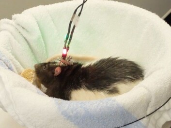 Marco the rat in his ‘rest nest’ after five minutes in the box. (Photo: Eivind Torgersen) Marco the rat in his ‘rest nest’ after five minutes in the box. (Photo: Eivind Torgersen)