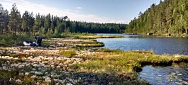 Boreal lakes are becoming browner, but the fish don’t mind