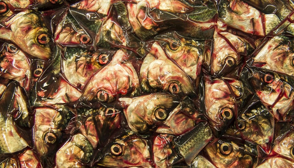 A new project aims to develop new processes and products based on marine by-products that otherwise go to waste. (Photo: Lars Aake Andersen / Nofima)
