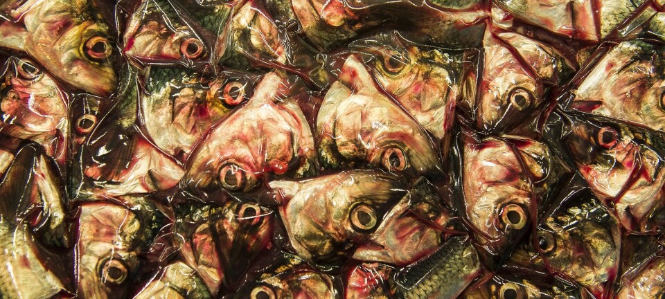 Bringing fish heads and bones back to the dinner table