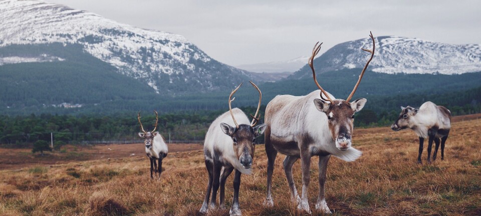 How many CWD-infected animals are out there?