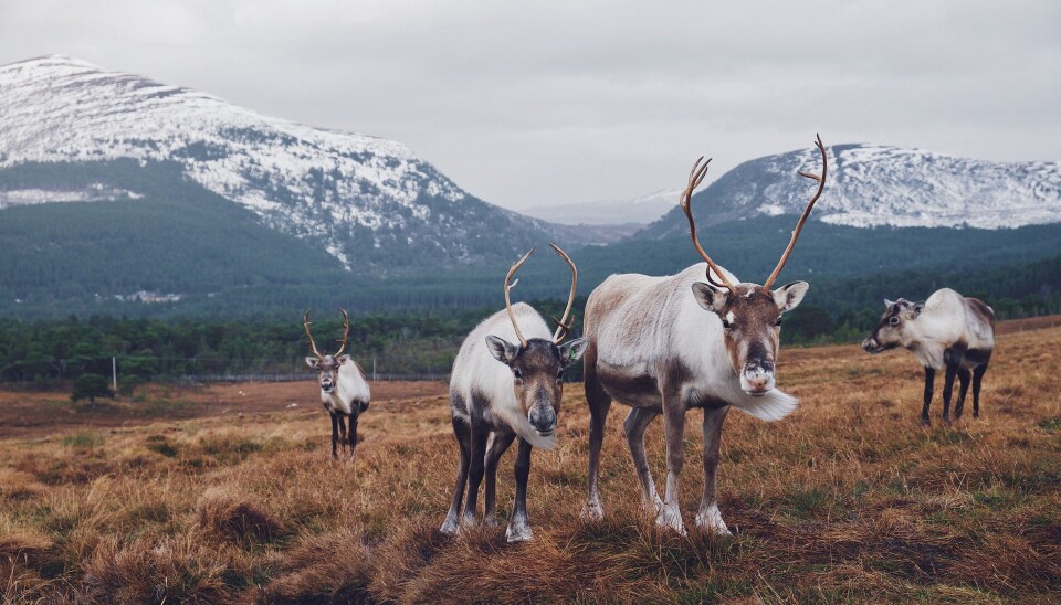 How many deer need to be tested before we can determine whether a population is infected or not with CWD? (Photo: Joe Green on Unsplash)