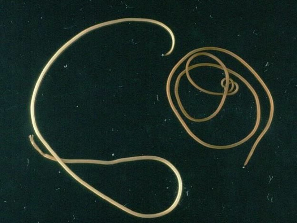 The horsehair worm, Paragordius tricuspidatus. (Photo: Wikimedia Commons)