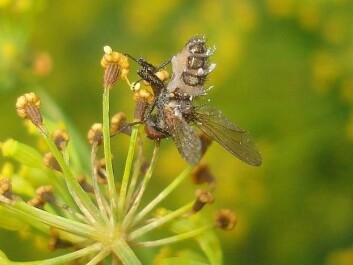 The fungus Entomophthora muscae has taken residence in a fly. (Photo: Wikimedia Commons) The fungus Entomophthora muscae has taken residence in a fly. (Photo: Wikimedia Commons)