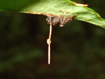 The fungus Ophiocordyceps unilateralis has turned this ant into a zombie. New spores are spread from the staff that protrudes through its neck. (Photo: David P. Hughes, Maj-Britt Pontoppidan/Wikimedia Commons) The fungus Ophiocordyceps unilateralis has turned this ant into a zombie. New spores are spread from the staff that protrudes through its neck. (Photo: David P. Hughes, Maj-Britt Pontoppidan/Wikimedia Commons)