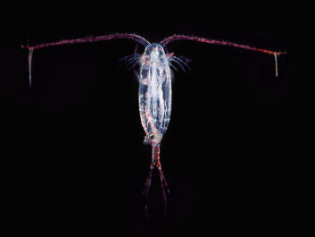 The copepod is a transitional host for the tapeworm. The copepod is a transitional host for the tapeworm.