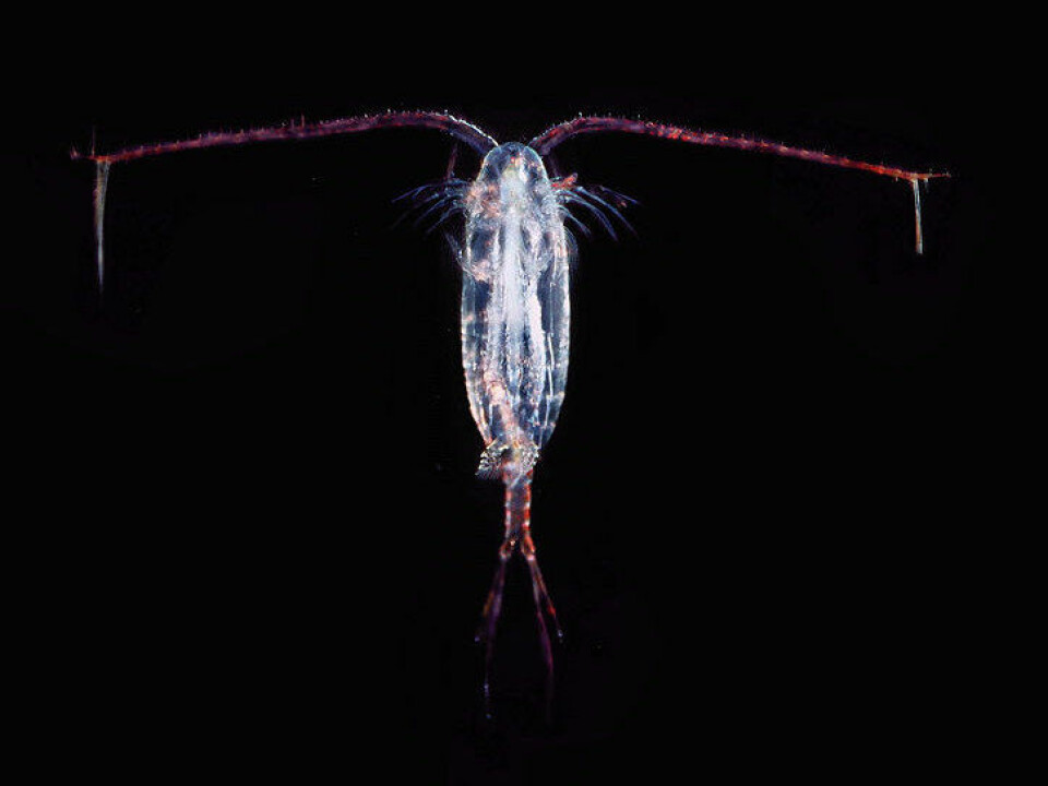 The copepod is a transitional host for the tapeworm.