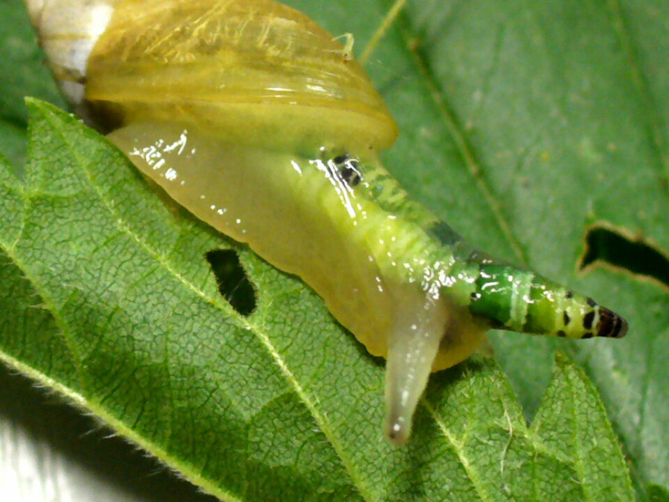 The parasite Leucochloridium paradoxum in a common amber snail (Succinea putris). (Photo: Thomas Hahmann/Wikimedia Commons)