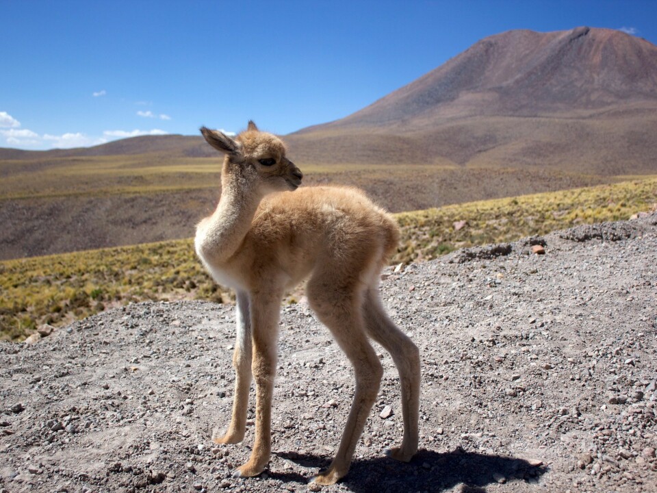 The salares territory is also home to several native species like the vicuña – the wild ancestor to the emblematic alpaca. Water shortages and changes to their habitat, could endanger these animals and they could even disappear from the area, forever. (Photo: Wkipedia)