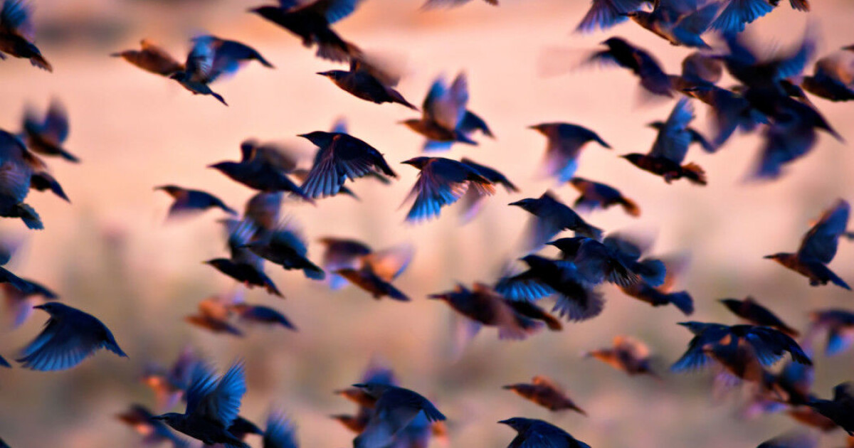 How did birds first begin to fly? How did birds first begin to fly?