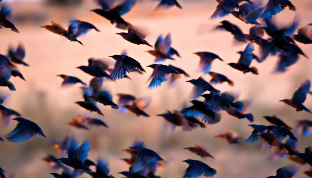 Swedish researchers believe they have found evidence that could explain how birds first began to fly. (Photo: Serkan Mutan / Shutterstock / NTB Scanpix)