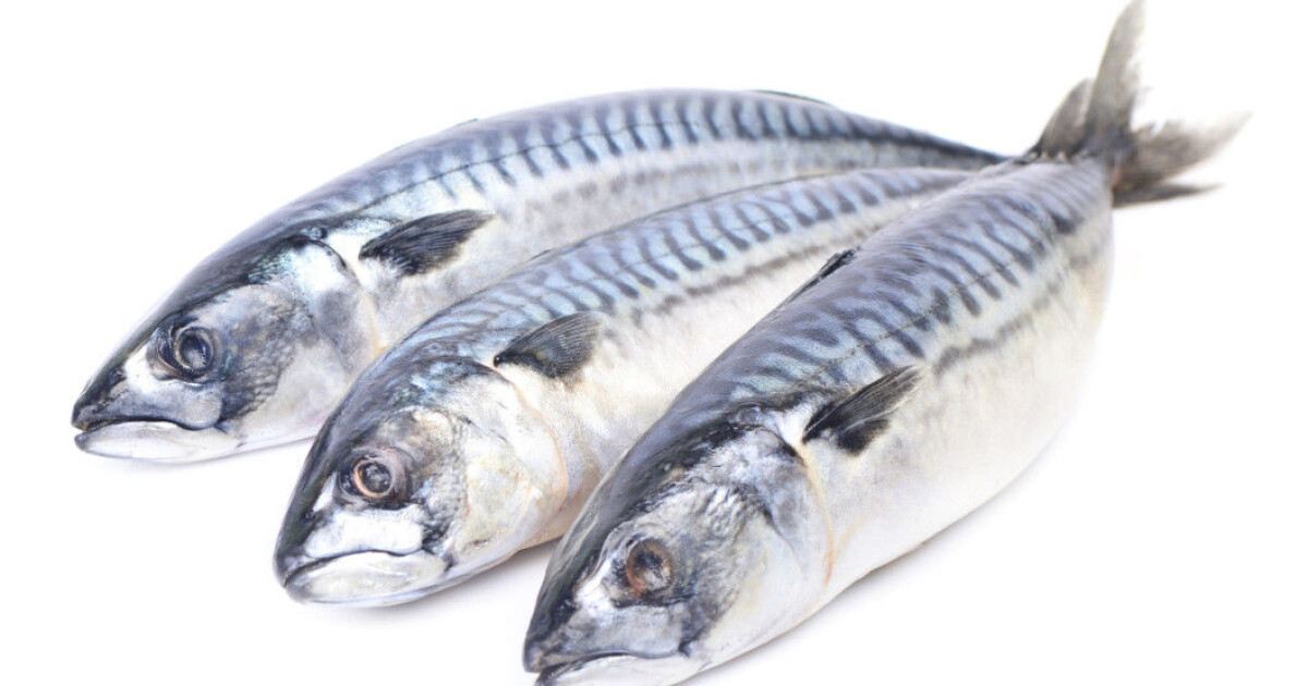 Macrell Holy mackerel! Debunking myths about this silvery fish