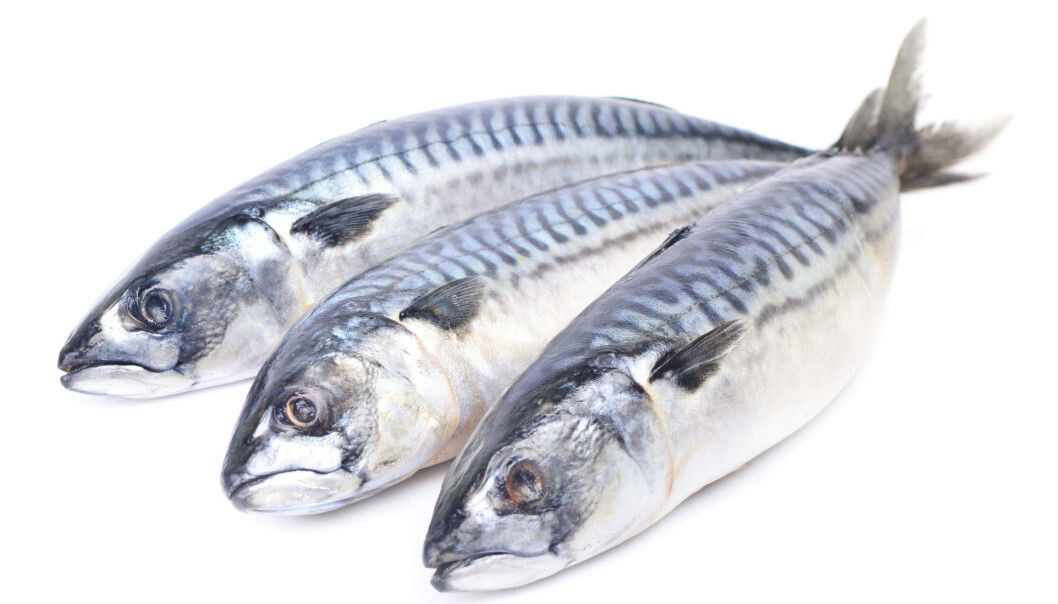 The mackerel is easily recognised by its round, streamlined body. However, until recently, the mackerel's roving lifestyle has made it difficult to learn more about the fish. (Photo: Shutterstock) The mackerel is easily recognised by its round, streamlined body. However, until recently, the mackerel's roving lifestyle has made it difficult to learn more about the fish. (Photo: Shutterstock)