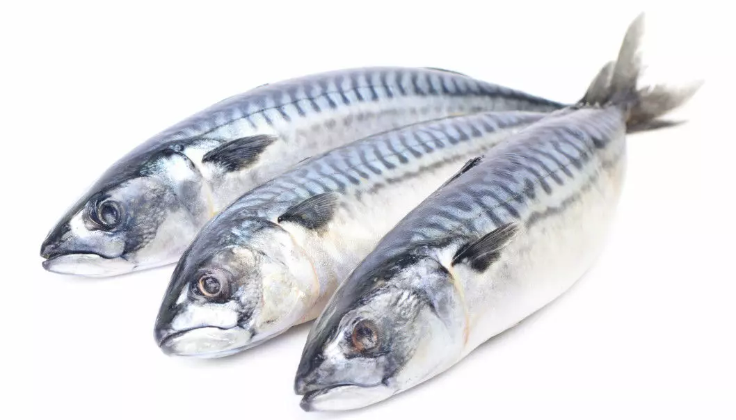 The mackerel is easily recognised by its round, streamlined body. However, until recently, the mackerel's roving lifestyle has made it difficult to learn more about the fish. (Photo: Shutterstock)