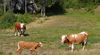 Norwegian farmers keep tabs on cattle with GPS